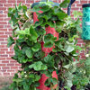 Strawberry Tree - Vertical Hanging Grow Bag