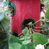 Strawberry Tree - Vertical Hanging Grow Bag