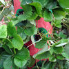 Strawberry Tree - Vertical Hanging Grow Bag