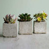 Succulent Cube Garden