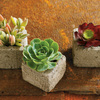 Succulent Cube Garden