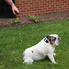 Supercollar - Dog Collar With A Built-In Leash