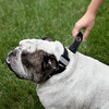 Supercollar - Dog Collar With A Built-In Leash