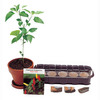 Tabasco Pepper Plant Kit - Grow Your Own!