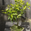 Tangerine Bonsai Tree