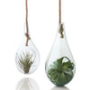 Teardrop Hanging Terrariums