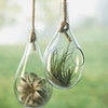 Teardrop Hanging Terrariums