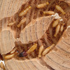 Termitat - Tabletop Termite Habitat