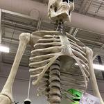 Gigantic 12 Foot Skeleton With Animated LCD Eyes