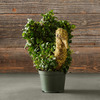 Thanksgiving Turkey Topiary