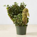 Thanksgiving Turkey Topiary - English Ivy and Moss
