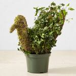 Thanksgiving Turkey Topiary - English Ivy and Moss