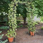 Titan Garden Arch