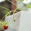TogetherFarm Blocks -  Modular Interlocking Garden Box Kit