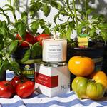 Tomato Vine Scented Candle with a Coconut / Apricot Wax Blend