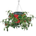 Topsy Turvy Upside-Down Hot Pepper Planter