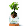 Torch Plant Light Botanical Candle