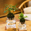 Torch Plant Light Botanical Candle