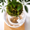 Torch Plant Light Botanical Candle