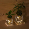 Torch Plant Light Botanical Candle