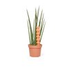 Totem - Slow-Release Terra-Cotta Plant Watering Spikes