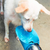 Tuff Pupper Big Dog - Portable Dog Water Bottle / Water Bowl