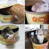 Tuna Can Cat Scratcher / Bed