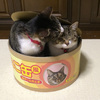 Tuna Can Cat Scratcher / Bed