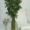 One Dozen of the World's Tallest Roses!