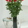 One Dozen of the World's Tallest Roses!