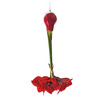 Upside Down Waxed Amaryllis Hanger