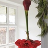 Upside Down Waxed Amaryllis Hanger