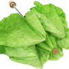 Vegetabrella - Lettuce Leaf Umbrella