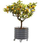 Vego Garden Self-Watering Rolling Citrus / Fruit Tree Metal Planter