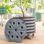Vego Garden Self-Watering Rolling Citrus / Fruit Tree Metal Planter