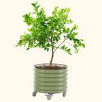 Vego Garden Self-Watering Rolling Citrus / Fruit Tree Metal Planter