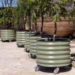 Vego Garden Self-Watering Rolling Citrus / Fruit Tree Metal Planter