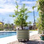 Vego Garden Self-Watering Rolling Citrus / Fruit Tree Metal Planter