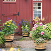 VegTrug Wooden Whiskey Barrel Planter