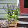 VegTrug Wooden Whiskey Barrel Planter