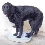 Viatek Body Dryer - Blasts Body with 100 MPH Wind for a Quick Dry