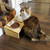 ViviPet Cat Dining Table