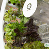Voici OGarden - Rotating Planter Wheel With Central Light Source