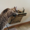Wall-Mounted Cat Drinking Fountain