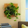 Wallflower Vertical Garden