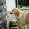WaterDog - Automatic Outdoor Pet Drinking Fountain