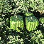 Watermelon Shaping Molds - Square or Heart Shapes