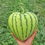 Watermelon Shaping Molds - Square or Heart Shapes
