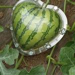 Watermelon Shaping Molds - Square or Heart Shapes