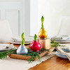 Waxed Amaryllis Bulb -  Blooms Without Water or Soil